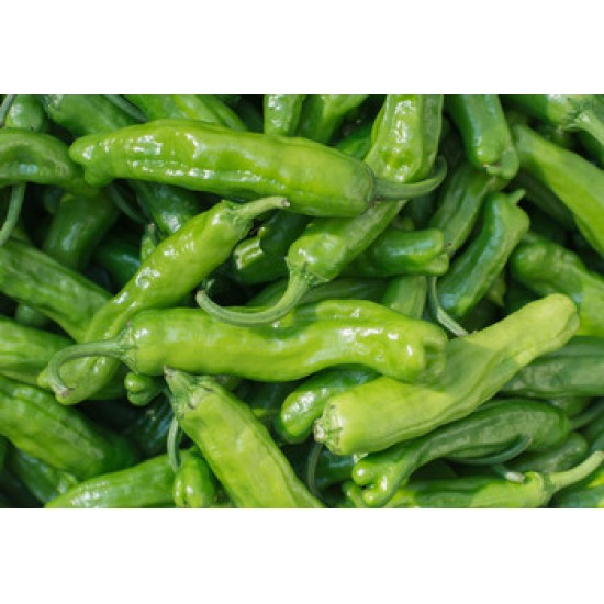 Shishito Pepper /Case