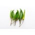 Thai Chili Green / Case