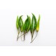 Thai Chili Green / Case