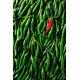 Thai Chili Green / Case