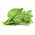 Malabar Spinach / Case