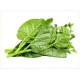 Malabar Spinach / Case