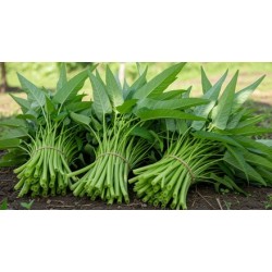 Water Spinach / Bunch