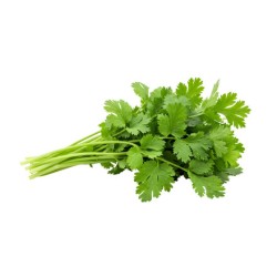 Cilantro / Case 