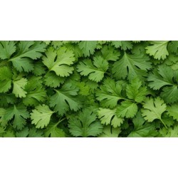 Cilantro / Case 