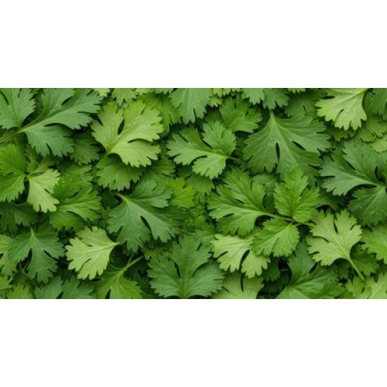 Cilantro / Case 