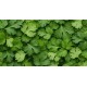 Cilantro / Case 