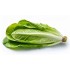 Romaine Lettuce / Case