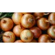 Yellow Jumbo Onion-50LB/Bag