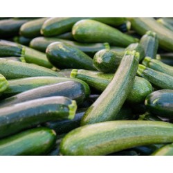 Zucchini Fresh-15LB/Case