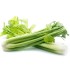 Celery Fresh 24CT/Case